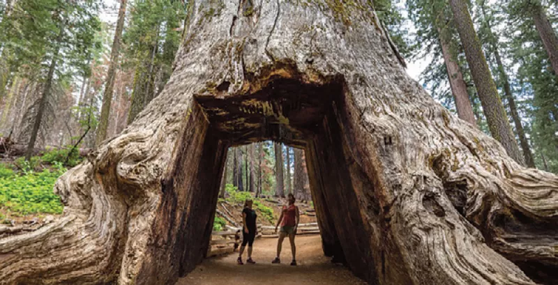 yosemite tree