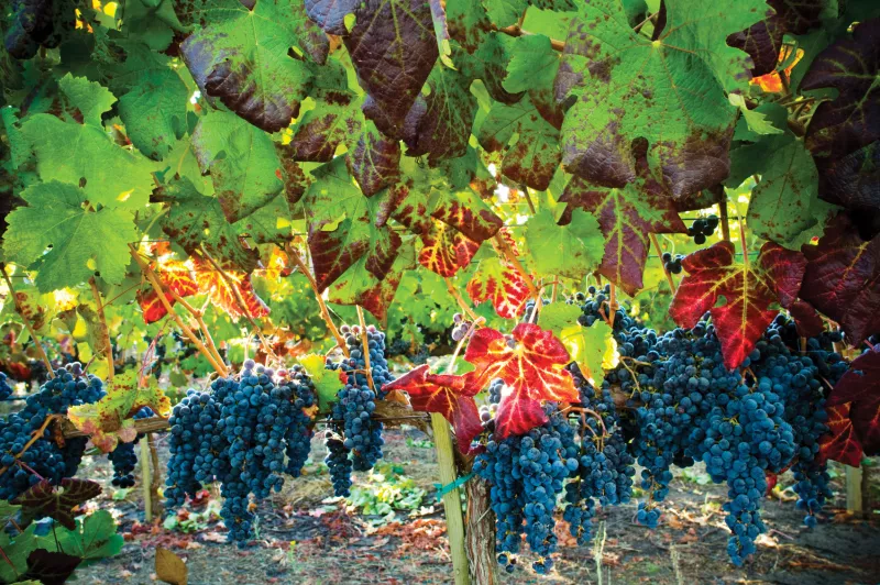 grapes